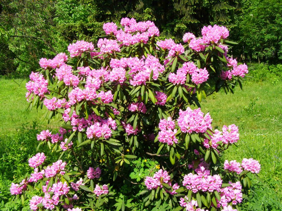 Рододендрон (Азалия японская) Кенигштайн