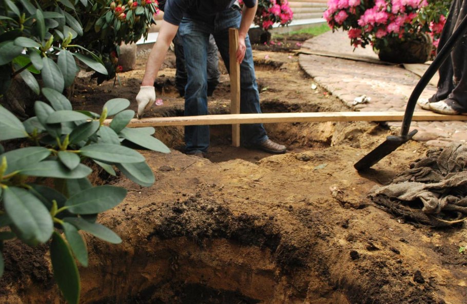 Рододендрон гибридный Хельсинский университет