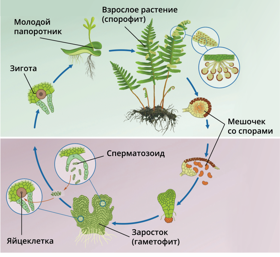 ЖЦ папоротника. Папоротники студариум. Спорофит папоротникообразных. Хар ка папоротников.