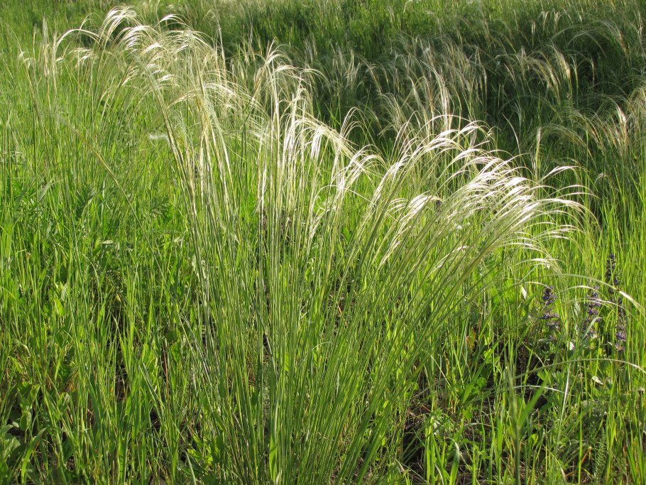 Ковыль Сырейщикова Stipa syreistschikowii