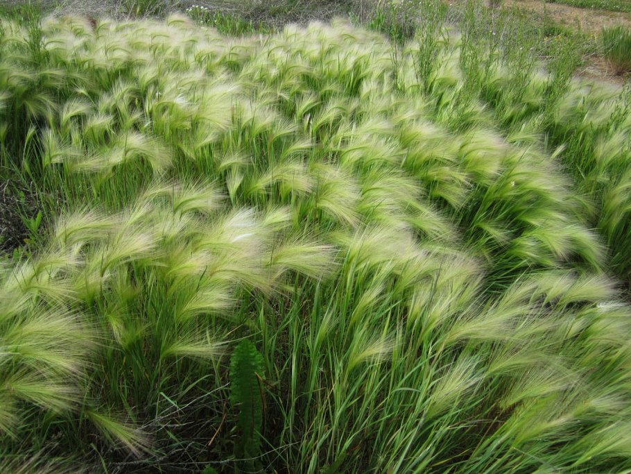 Ковыль перистый (Stipa pennata l.)