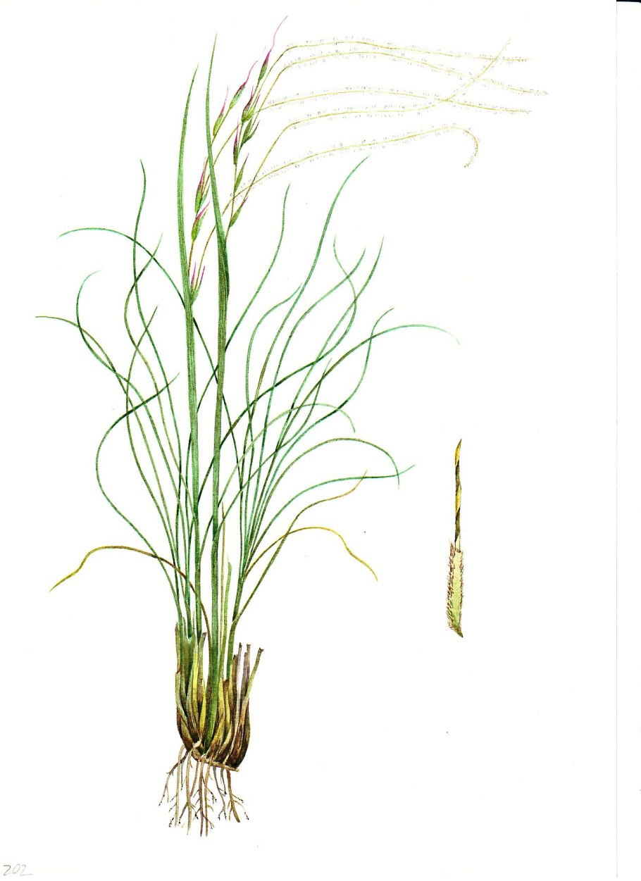 Ковыль в Калмыкии