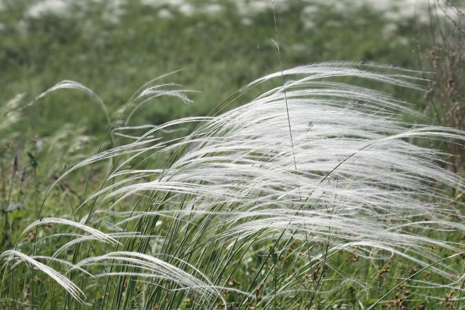 Ковыль ячмень гривастый (Hordeum jubatum)