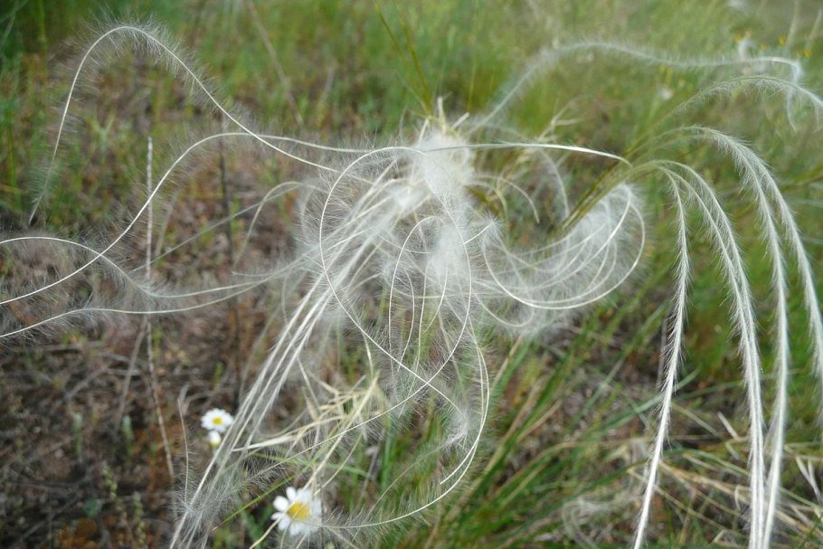 Ковыль волосатик Stipa capillata