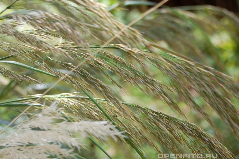 Ковыль перистый розовый