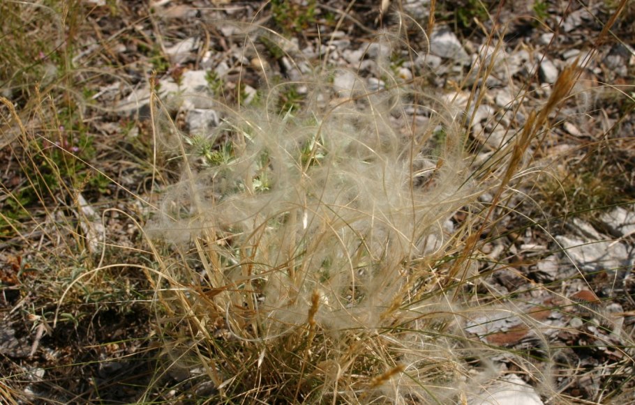 Ковыль тончайший (Stipa tenuissima) "Angel hair"
