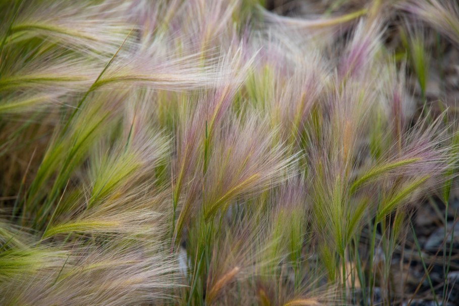 Ковыль перистый (Stipa pennata)