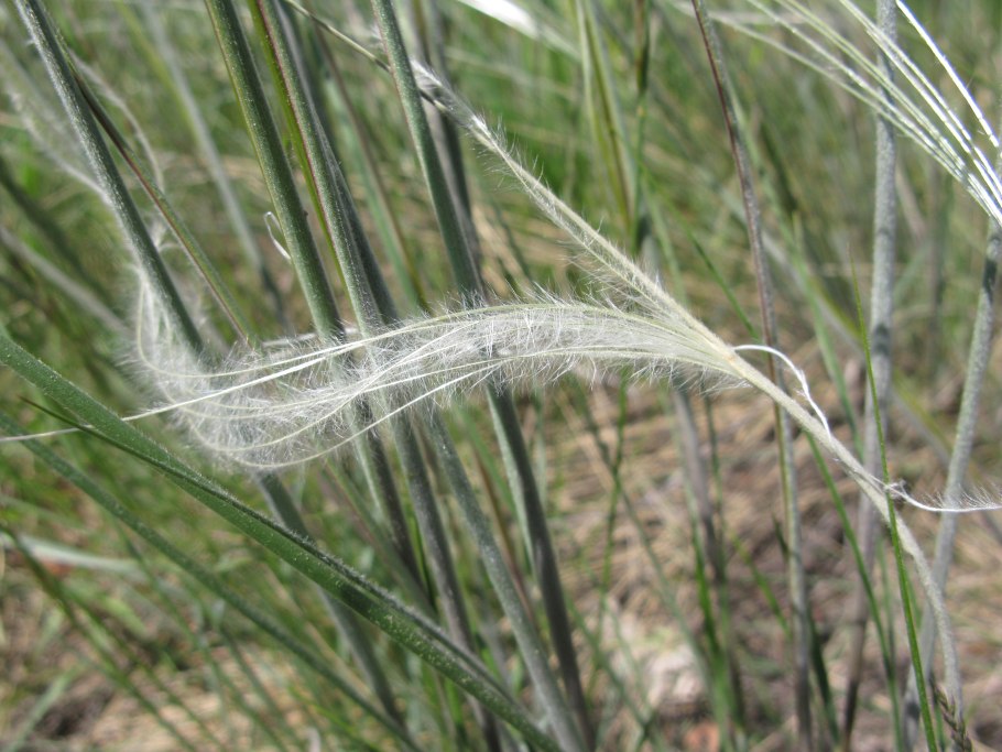 Ковыль гривастый поле