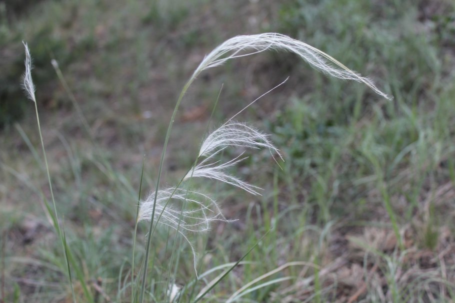 Растение ковыль Лессинга
