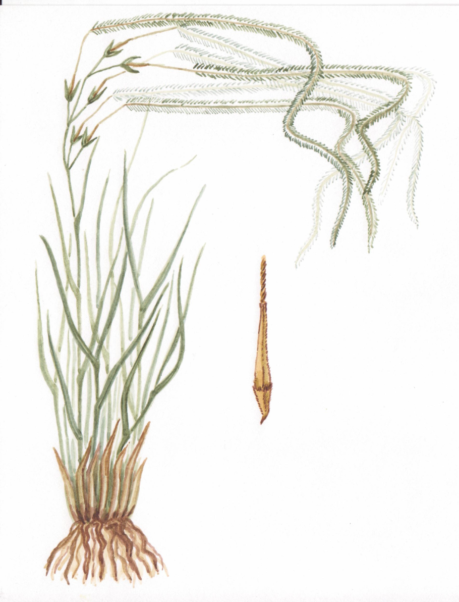 Ковыль перистый