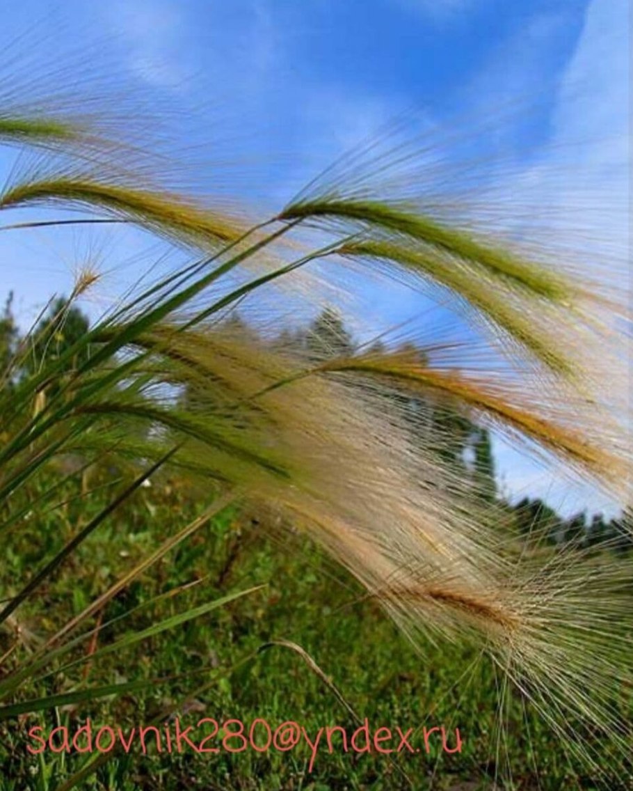 Ковыль волосатик (Тырса)