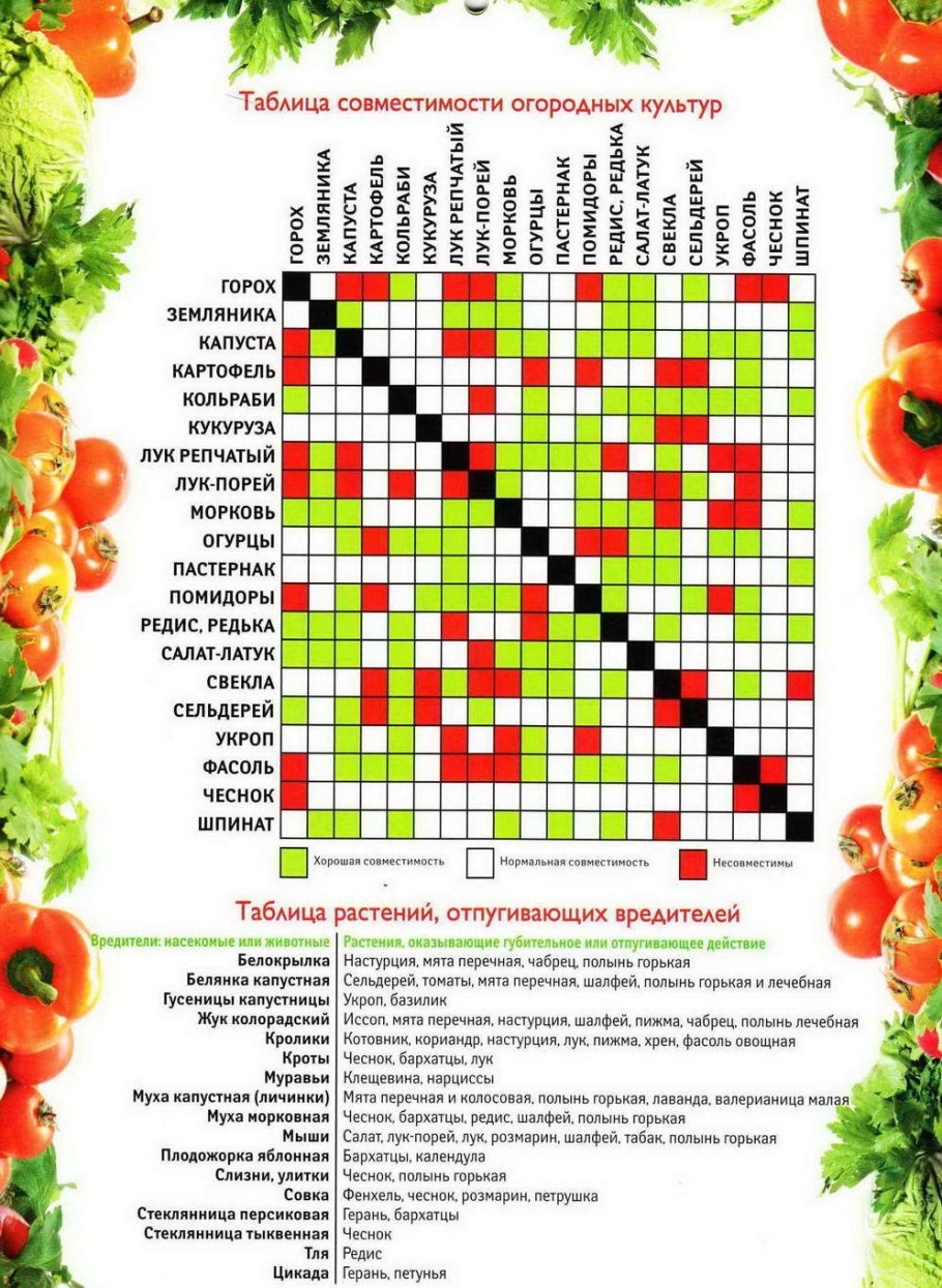 Совместимость огородных культур на грядке таблица