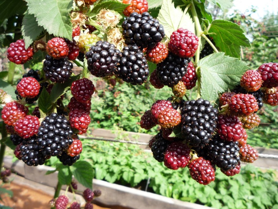Крыжовник Северный Капитан