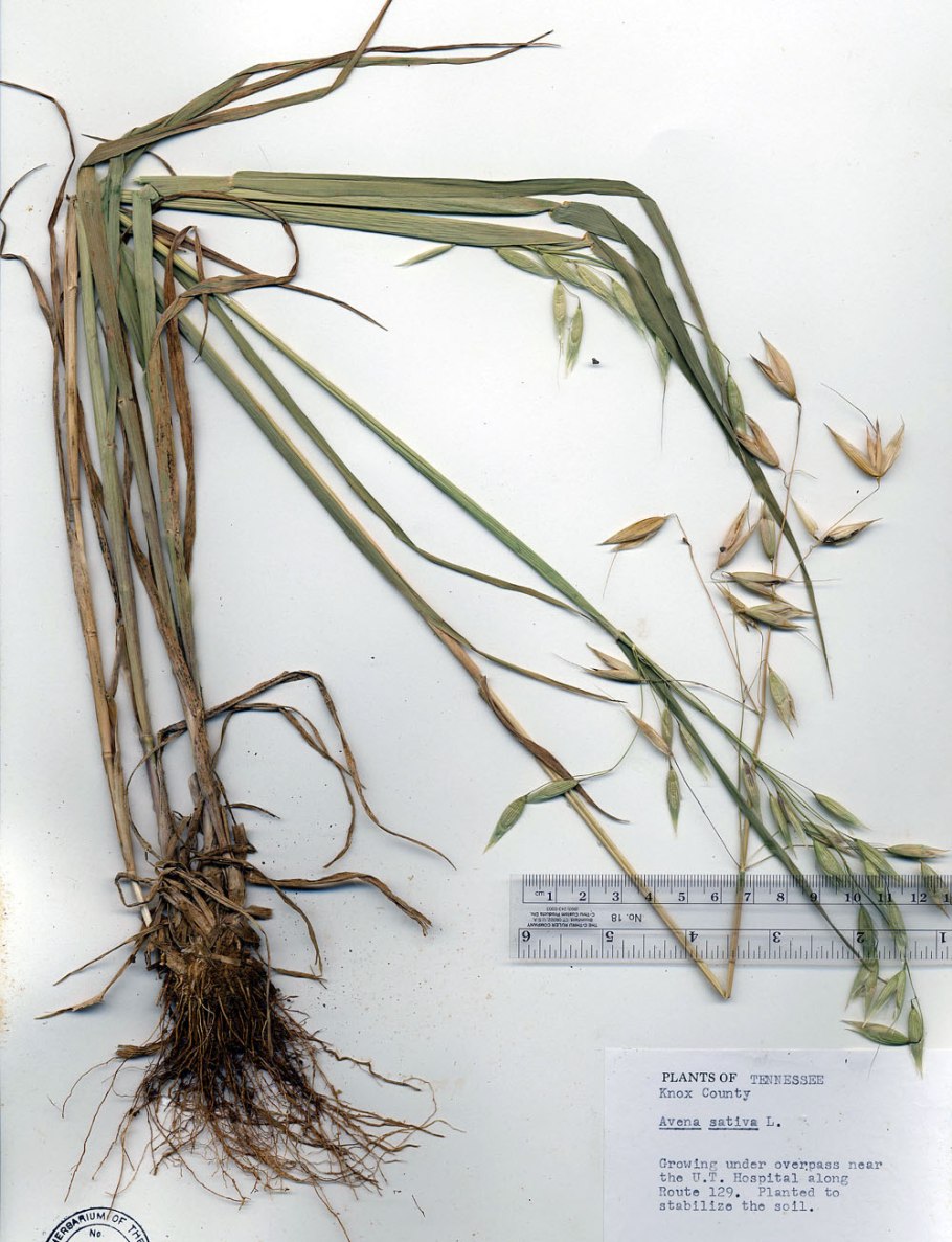 Корень овса