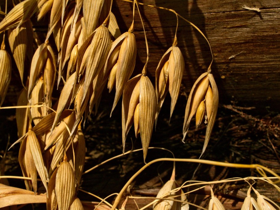 Овёс посевной