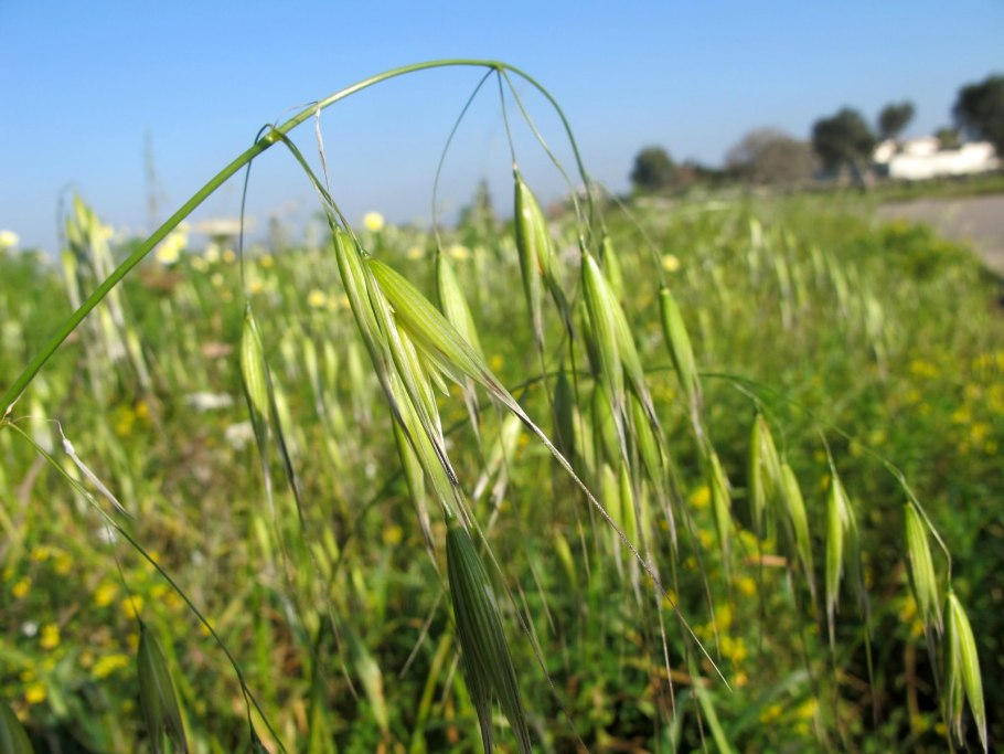 Безостые формы ржи и пшеницы