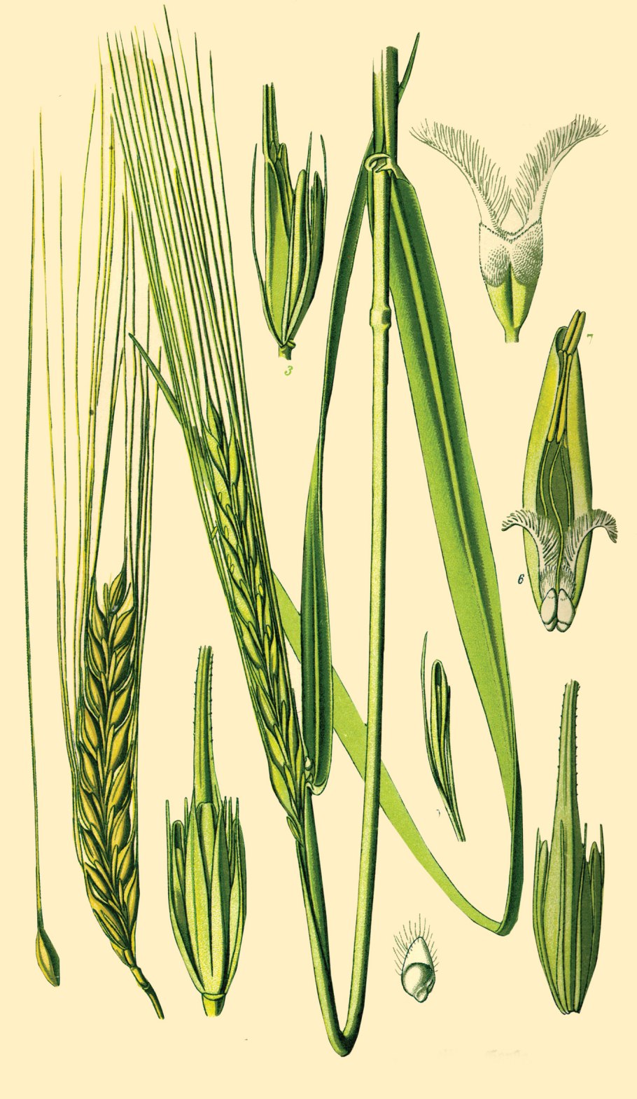 Овсюг обыкновенный Avena fatua