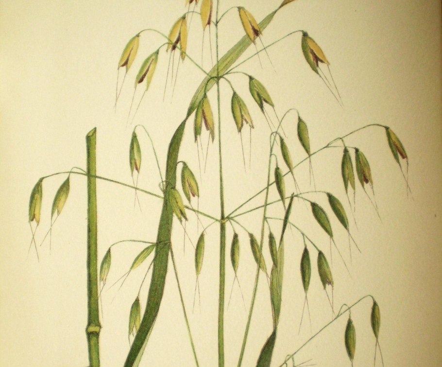 Овсюг Ботанический рисунок