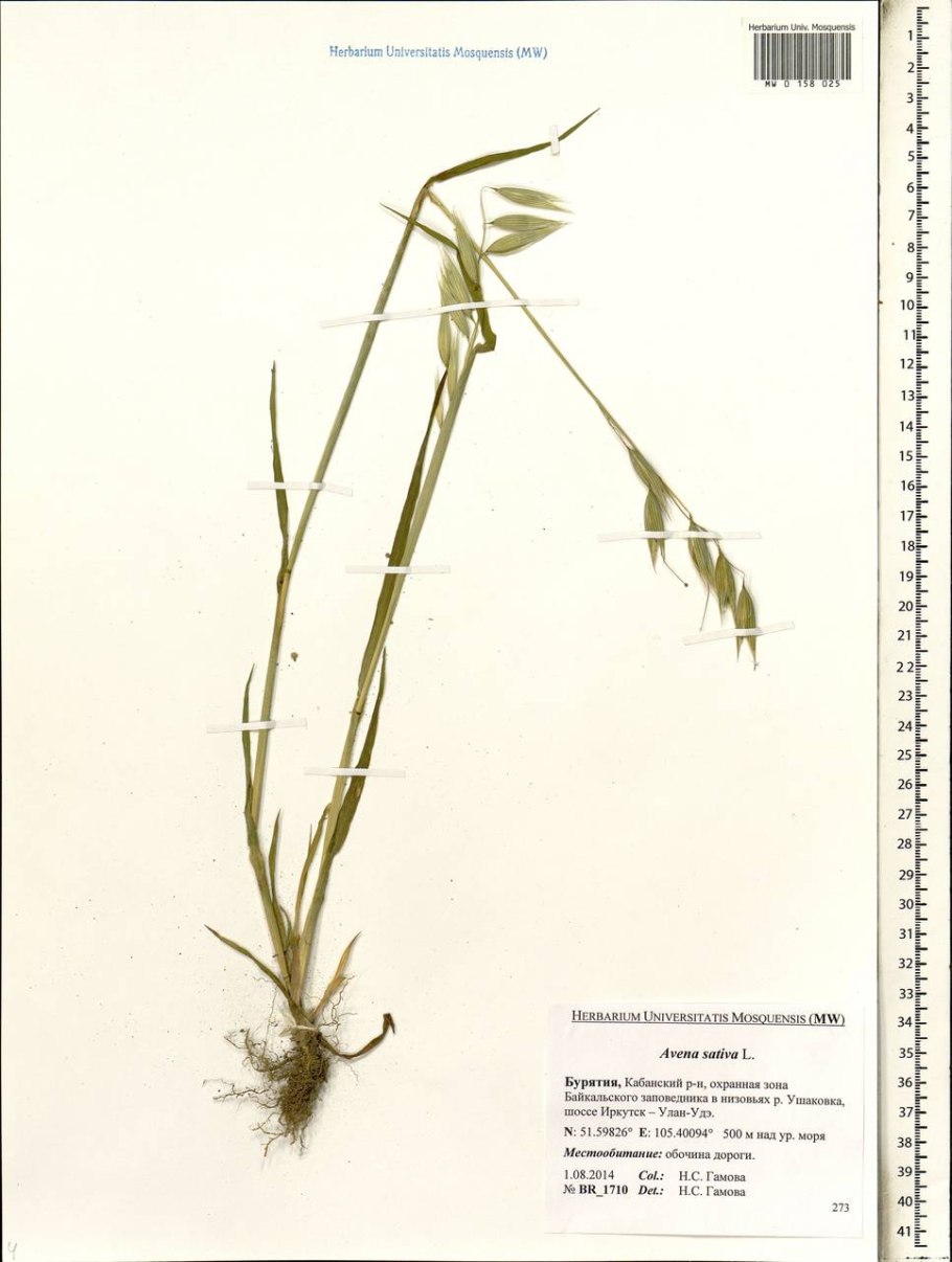 Рожь посевная Зерновка
