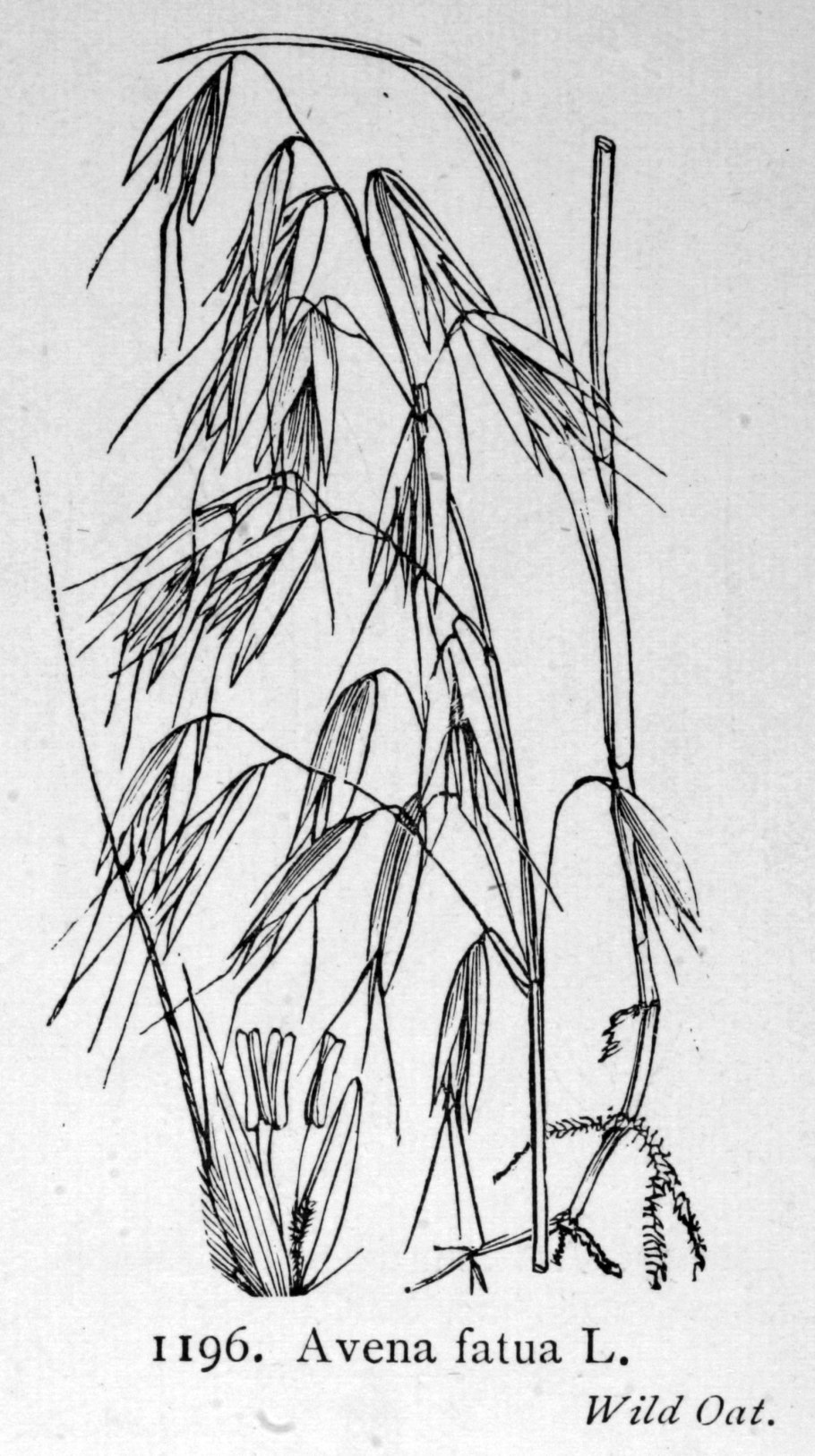 Овес посевной Зерновка