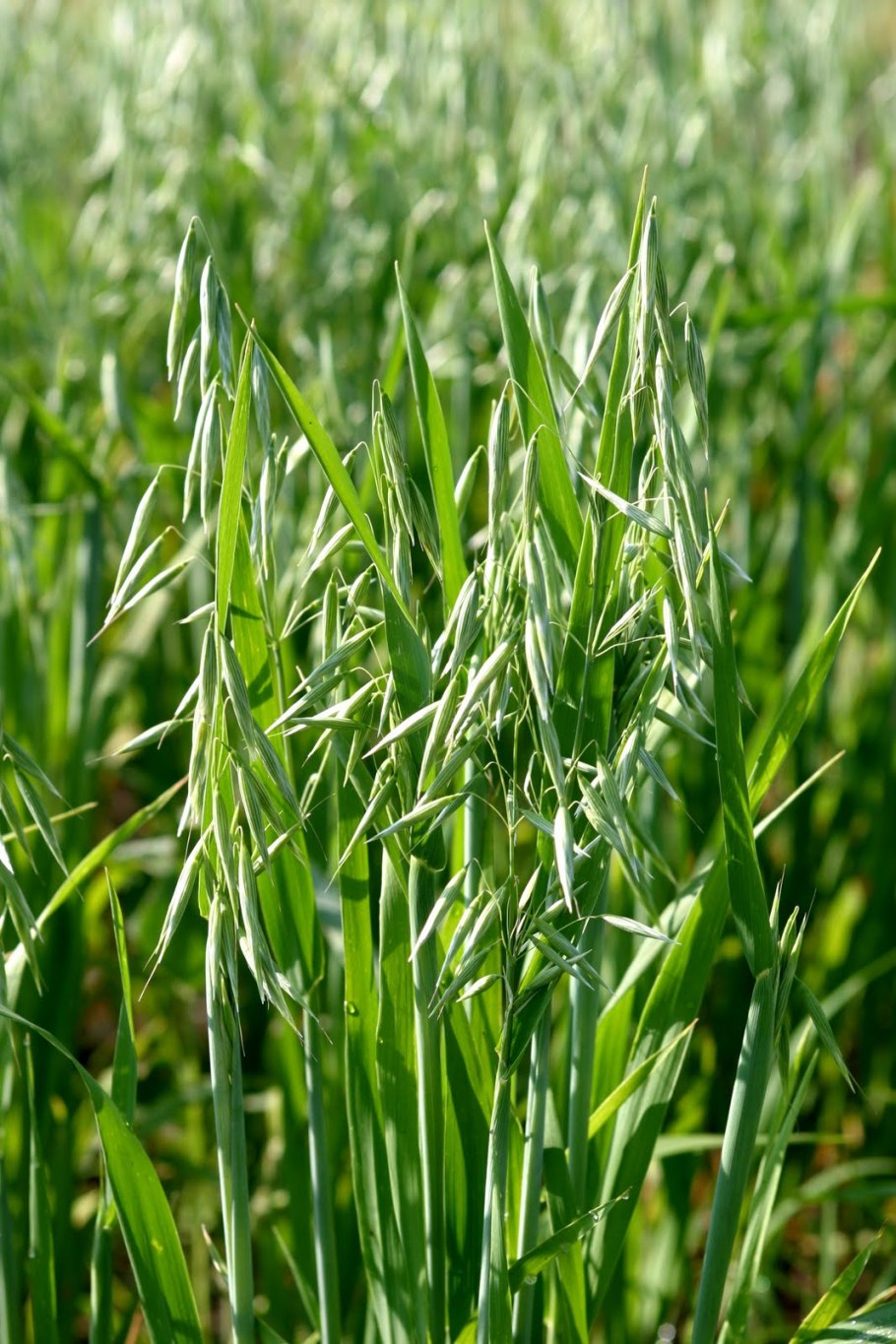 Avena Sativa гербарий