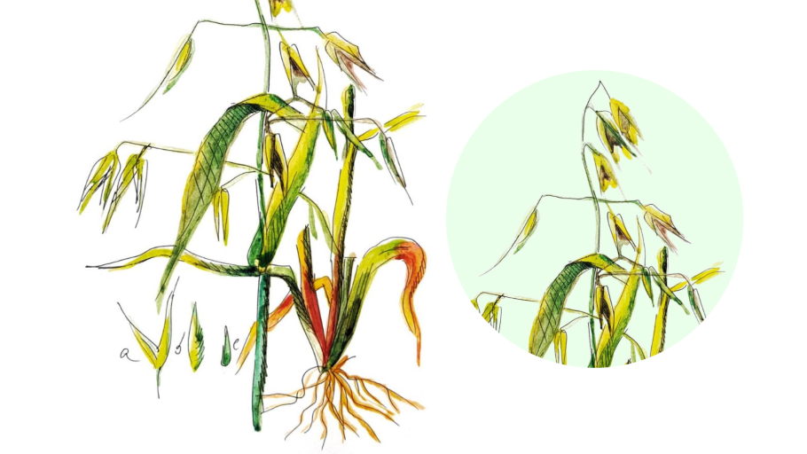 Строение семейства злаки Мятликовые