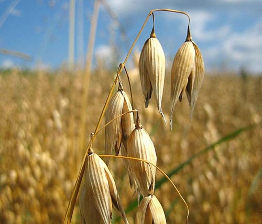 Колосья ячменя двурядный