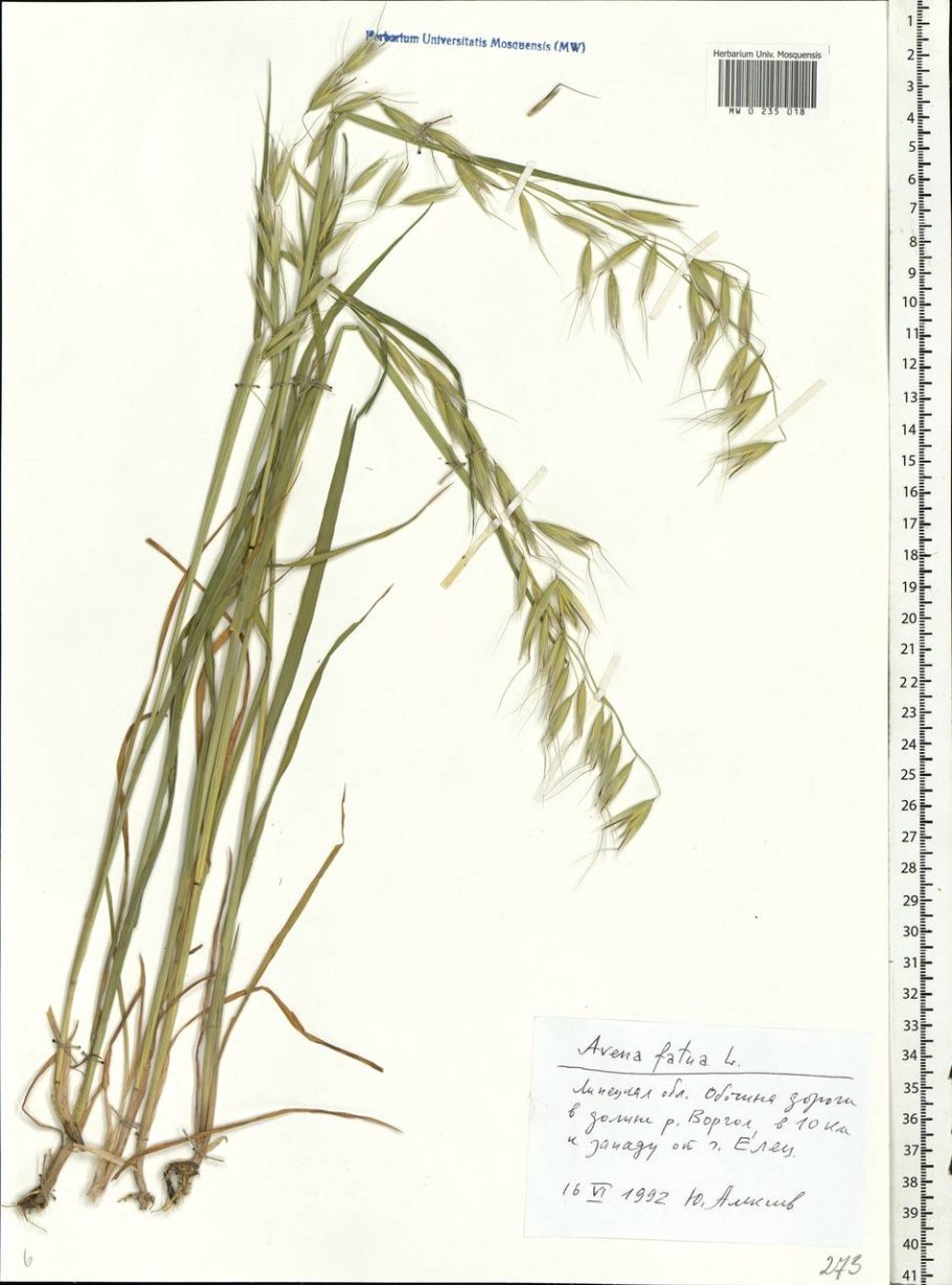 Ячмень (Hordeum l.)