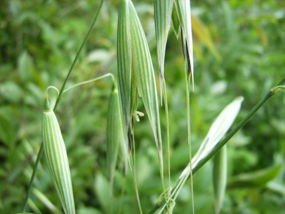 Овсюг (Avena fatua),