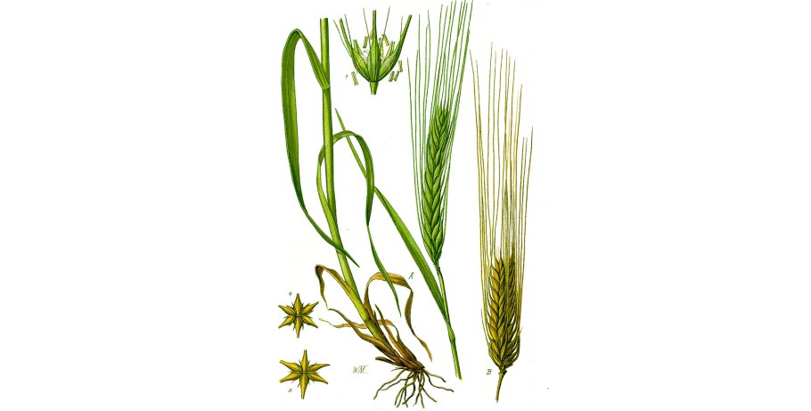 Рожь посевная Зерновка