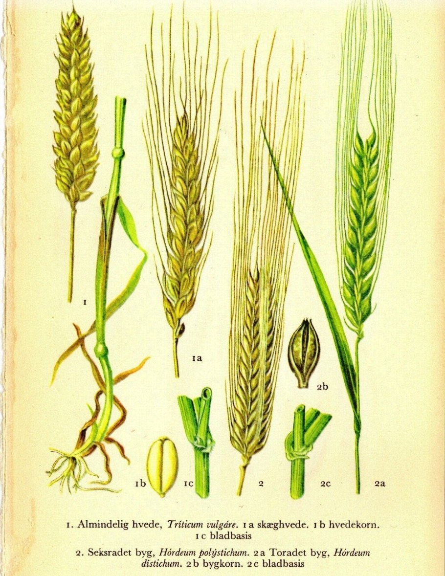 Строение колоска пшеницы