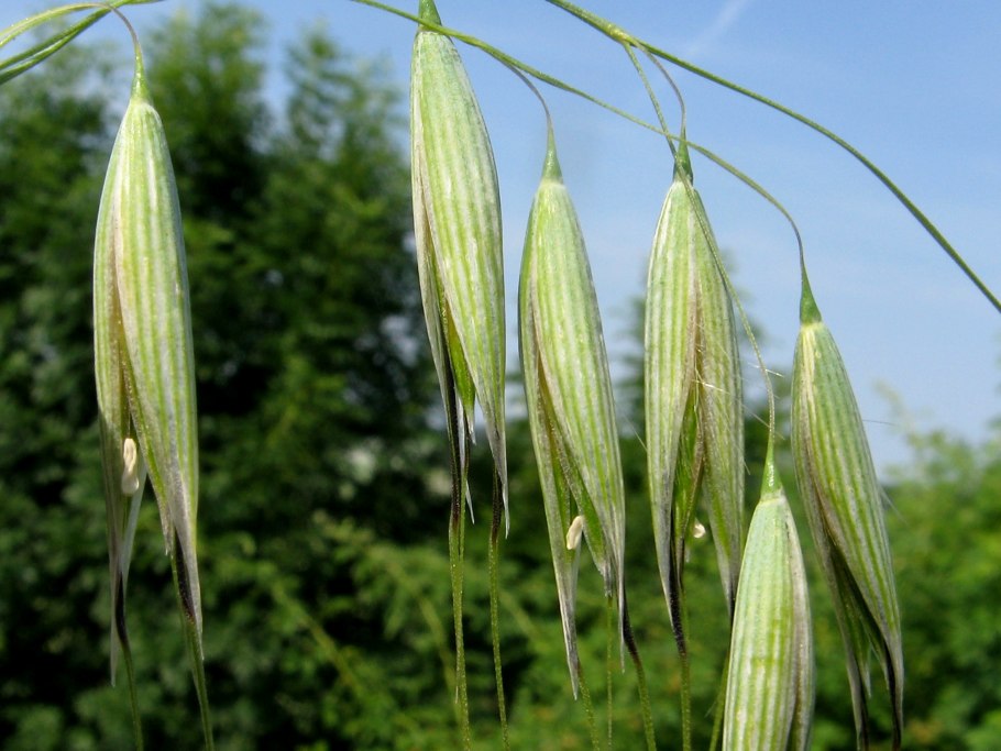 Овсюг обыкновенный