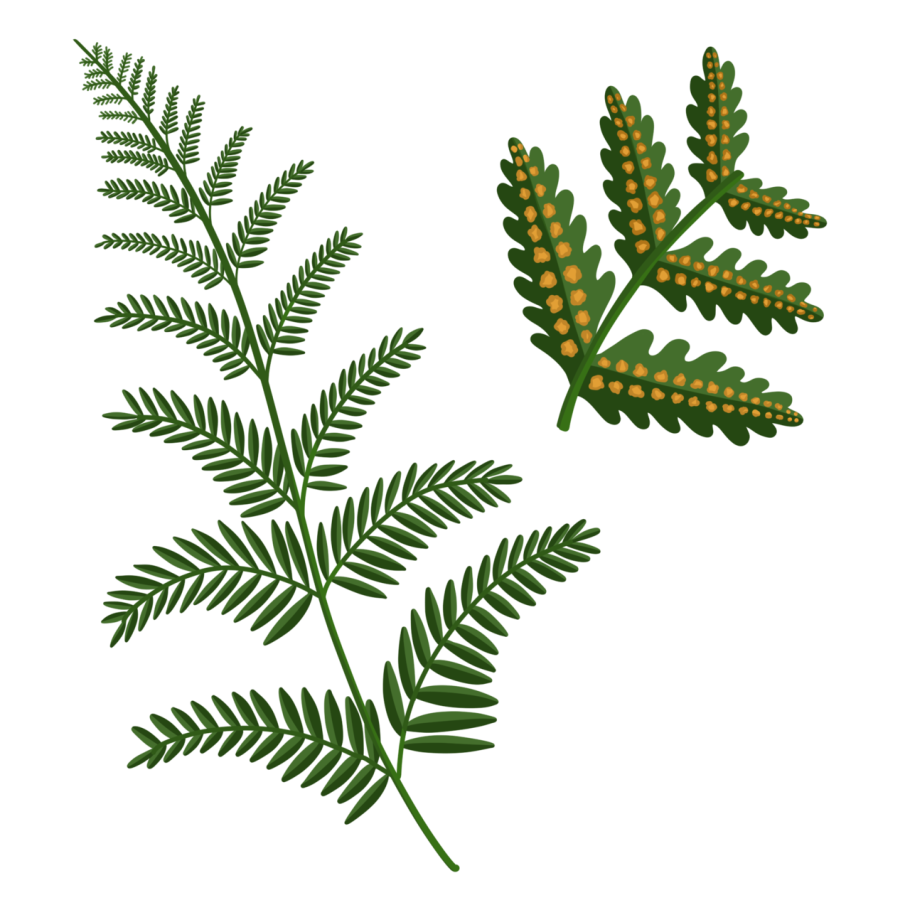 Pteridium aquilinum старение картины