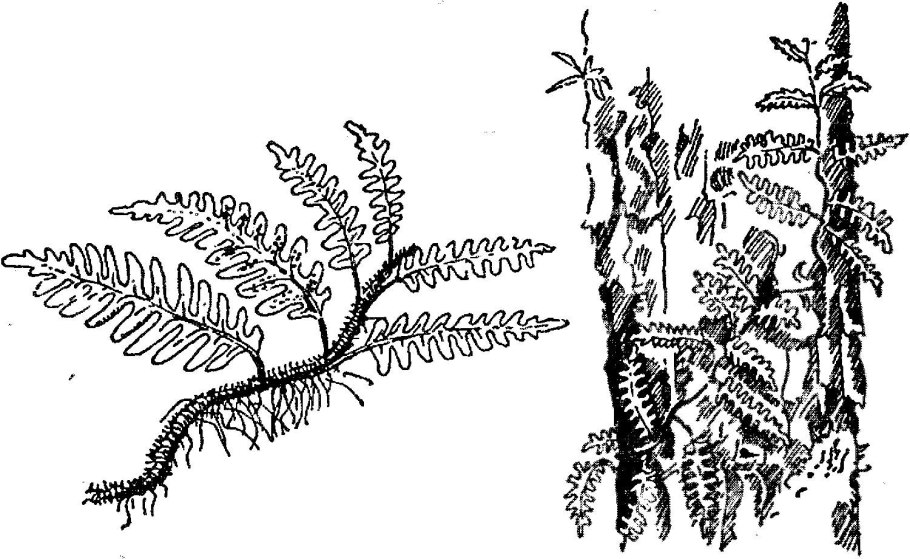 Страусник обыкновенный описание