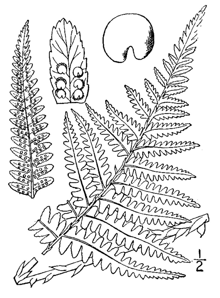 Жизненный цикл щитовника