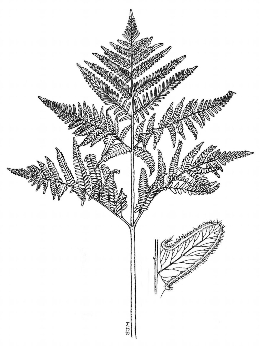 Папоротник орляк