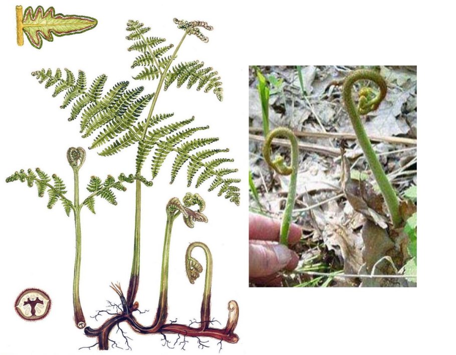 Dryopteris Linnaeana схема