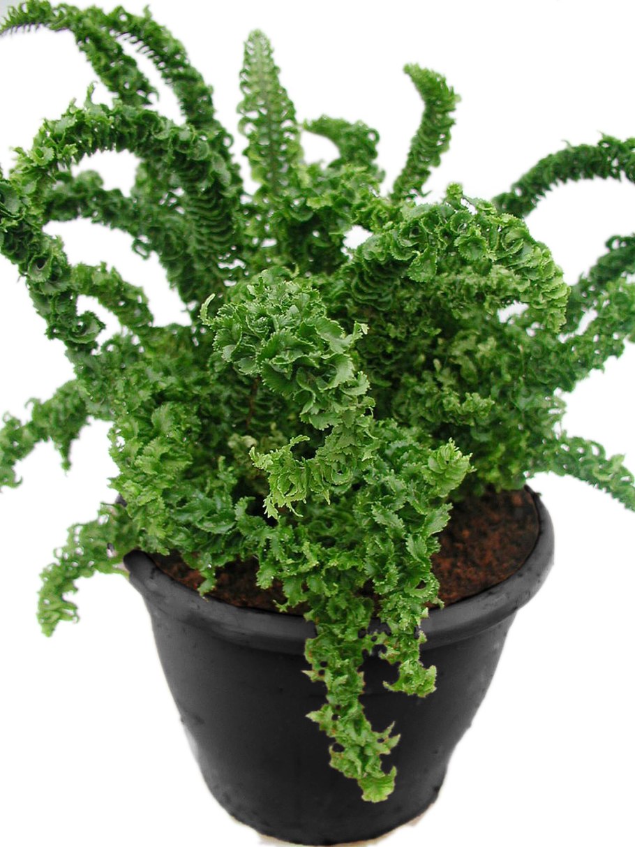 Нефролепис Эмина Грин дракон