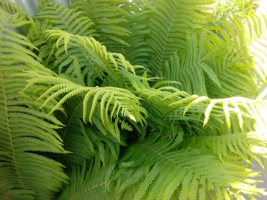 Папоротник он многолетнее двухлетнее или двухлетний