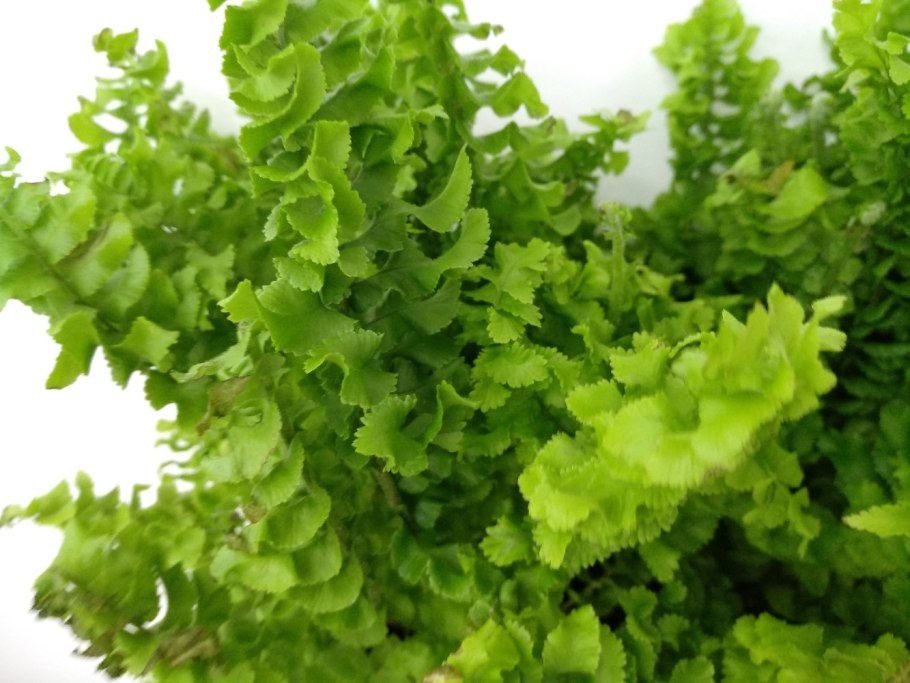 Нефролепис драгон Тейл