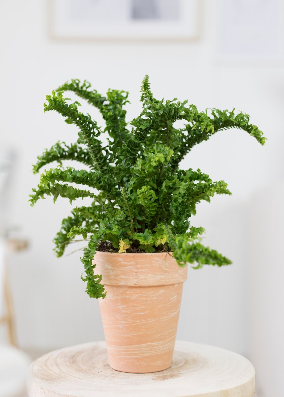 Горшок для нефролеписа