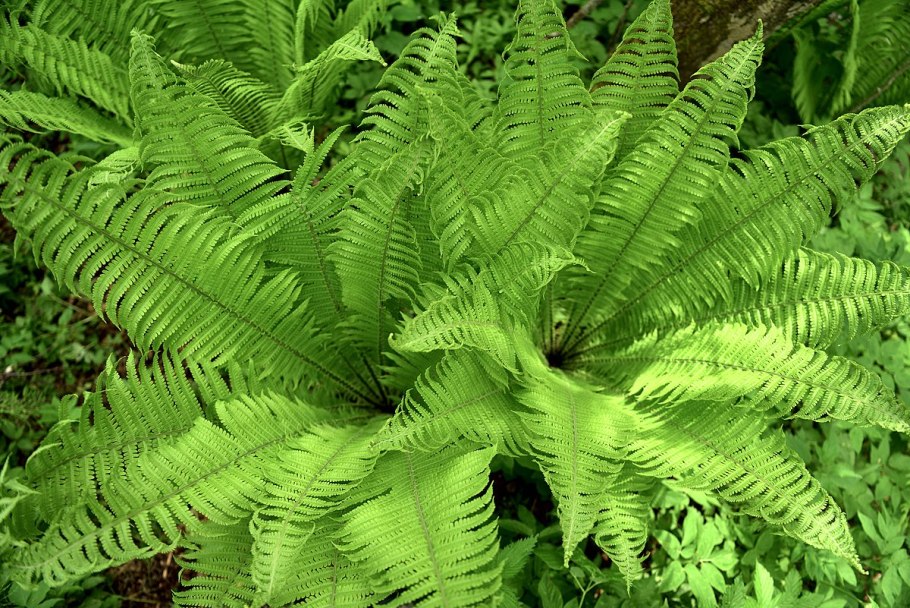 Папоротник дракон