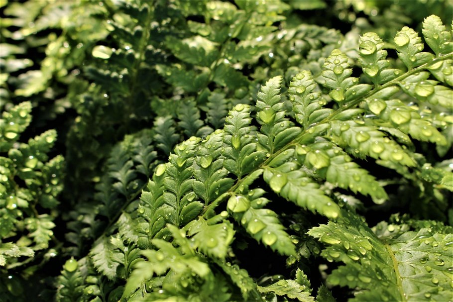 Фото темные папоротниковые листья 1980x1200