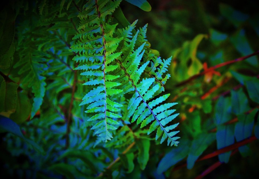 Щитовник Furcans