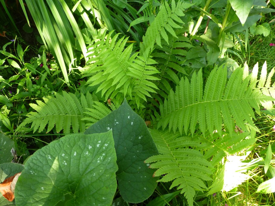 Папоротник досада