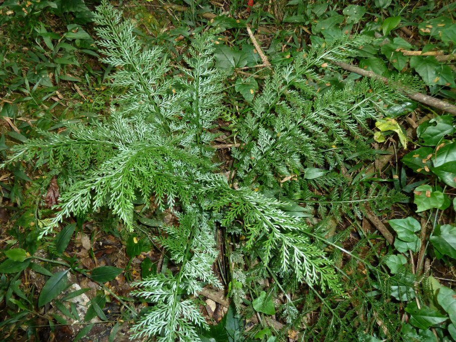 Папоротник Драконий хвост