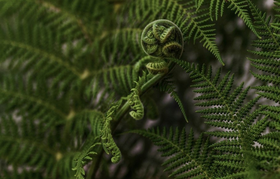 Папоротник страусник