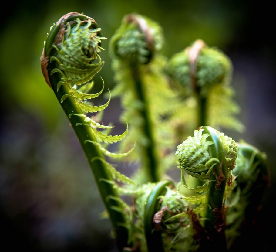 Деннштедтия волосистая