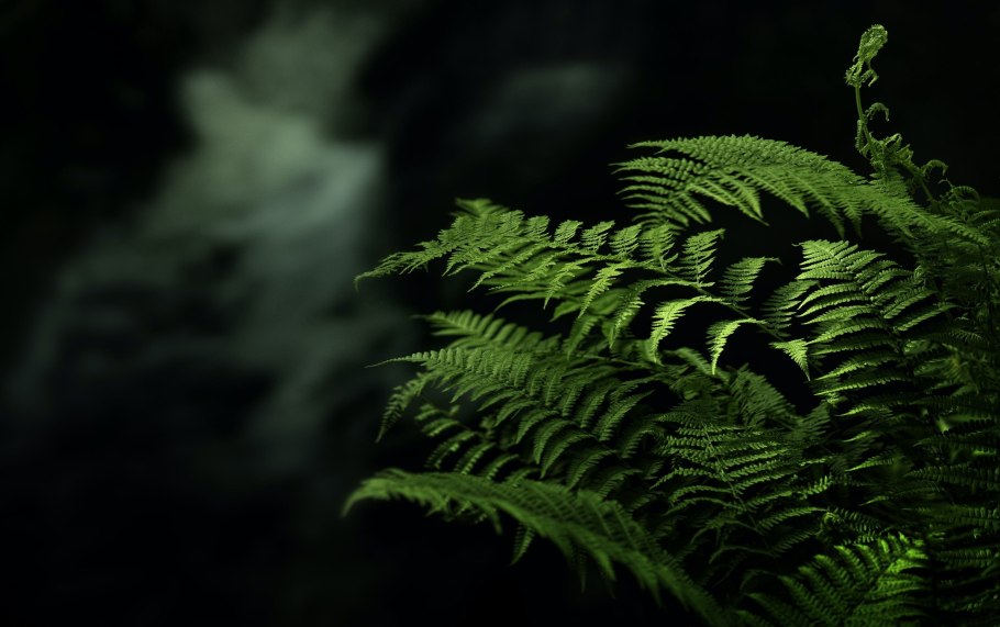Нефролепис Tiger Fern