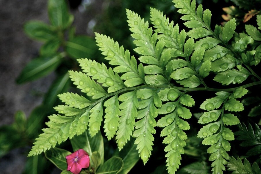 Лесной папоротник страусник